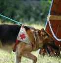 NON LA FANNO ENTRARE COL CANE AL RISTORANTE, CIECA CHIAMA LA POLIZIA