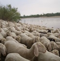 ARRIVATO IL FIENO PER LE PECORE BLOCCATE SUL PIAVE