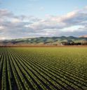 Fertilizzanti e idrogeno, la svolta sostenibile del settore agricolo.