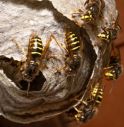 Salute, stagione più a rischio punture api, vespe & co, da prurito a shock anafilattico.