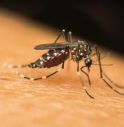 Dengue, 10 regole per difendersi in viaggio: i consigli degli esperti.