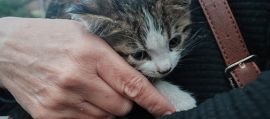 Cuccioli di gatto gettati da un'auto in corsa, uno muore travolto