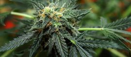 Governatore Maryland concede grazia a 175mila condannati per marijuana