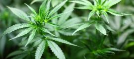 Coltivare semi di cannabis in giardino e terrazzo è legale?, Oggi Treviso, News