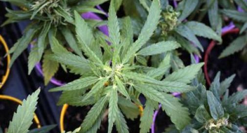 Cannabis, in Ddl sicurezza light come Thc, Magi 'governo ha ucciso settore'.