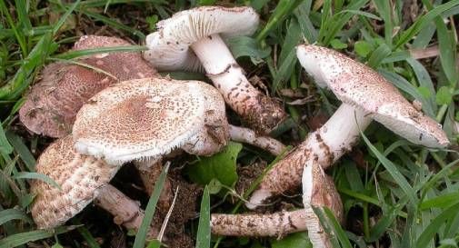 funghi