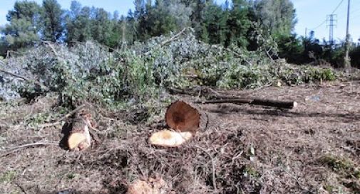 Abbattuti diversi alberi in via Acquette, lettera al vicesindaco