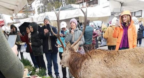 Cervo affamato va al mercato della frutta a Cortina in cerca di cibo