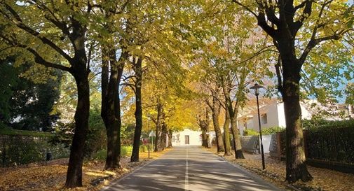 109 alberi potrebbero diventare monumentali