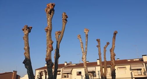 Alberi capitozzati a Castelfranco