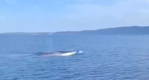 Balene in Adriatico