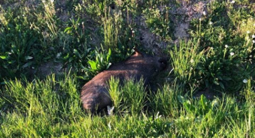 Ritrovato morto il cinghiale che correva nel centro di Castelfranco