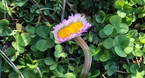 Fiore fotografato dalla 18enne di Monfumo  