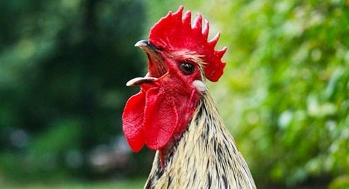 Niente gallo nel pollaio, disturba i vicini