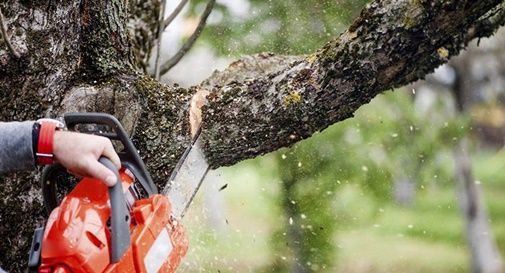 Boscaiolo travolto da una pianta