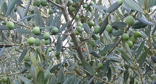 Clima impazzito, quest'anno niente olio: gli ulivi non hanno prodotto nulla