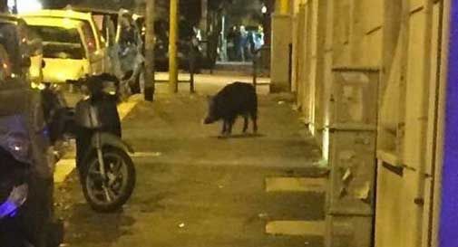 Cinghiale semina il panico in centro a Castelfranco