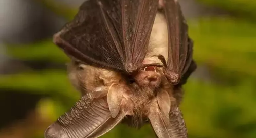 Ragazzina morsa da un pipistrello, voleva salvarlo dal gatto