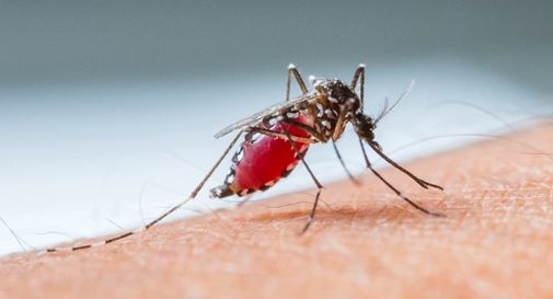 Contro la malaria uno studio all’Università di Padova, per 'sterilizzare' le zanzare