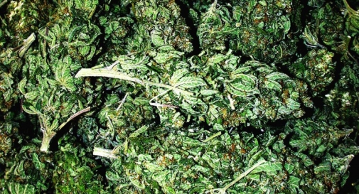 28 Kg di marijuana nella Mercedes