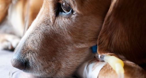 Cani donatori di sangue salvano i loro simili