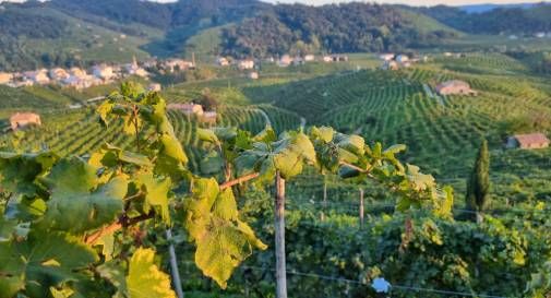 colline del Prosecco 