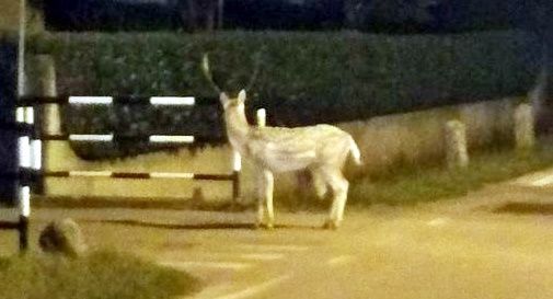 Daino in centro a Biadene alle prime ore dell’alba