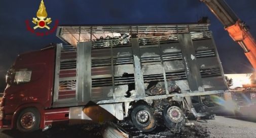 Tir con mucche prende fuoco in autostrada, morti 13 animali 