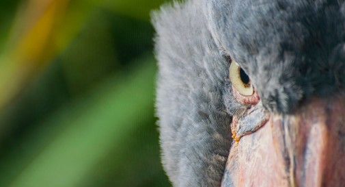 Ecco lo Shoebill: l'inquietante predatore delle paludi