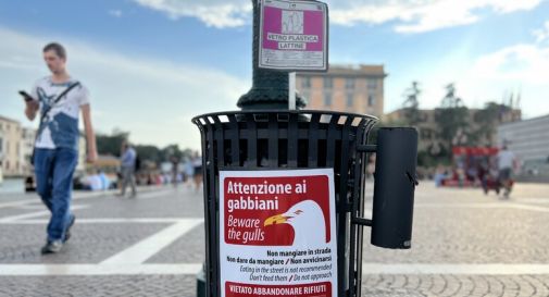 'Attenzione ai gabbiani', nuovi cartelli di avviso a Venezia