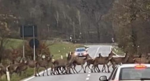 Branco di cervi invade la strada 