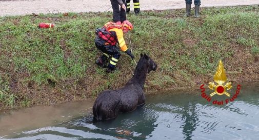 Cavallo rimane bloccato nel canale  