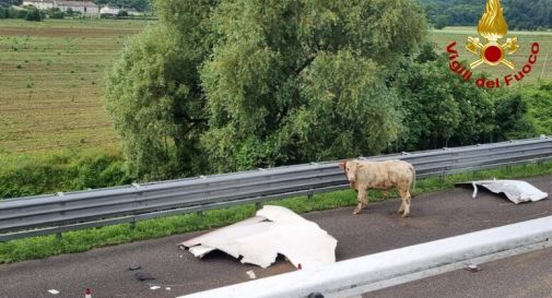 Camion di bestiame si rovescia in A4, animali morti o in fuga 