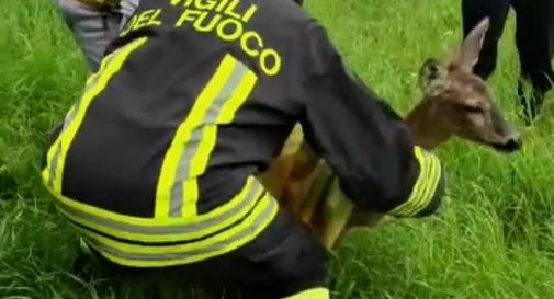 Salvato il capriolo finito nel fiume