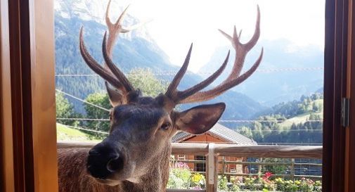 Cervo-mascotte ucciso da un cacciatore: indignazione tra gli abitanti, era anche comparso in tv