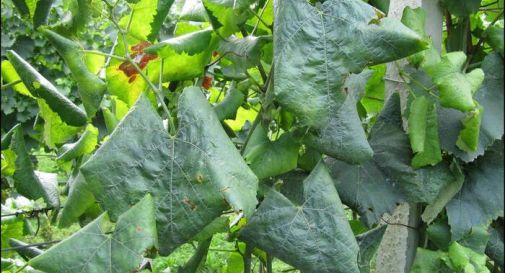 Allarme tra gli agricoltori: flavescenza dorata in aumento