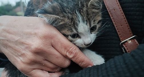 Cuccioli di gatto gettati da un'auto in corsa, uno muore travolto