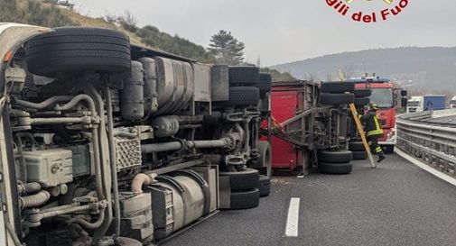 Camion con bestiame si ribalta sulla Statale: animali morti e strada bloccata