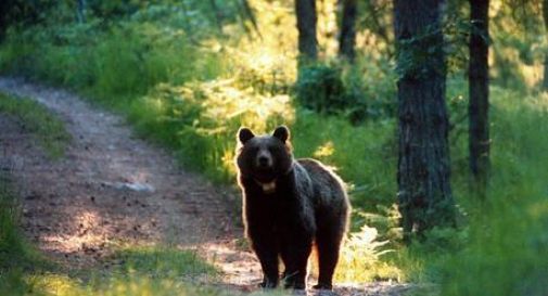 Un orso avvistato nel feltrino, tempo fa avrebbe già colpito degli alveari