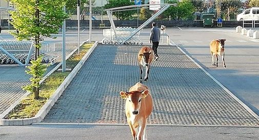 I vitelli scappano nel parcheggio del supermercato