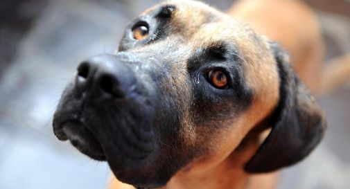 Aggredita dai suoi cinque cani, le amputano un braccio 