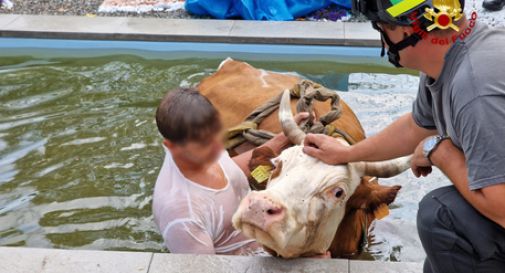 Mucca in piscina