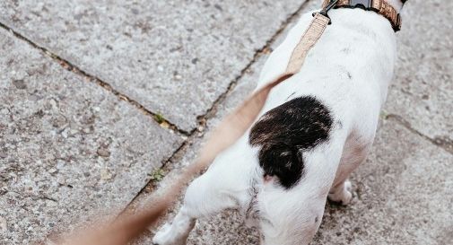 Tragedia al Lago: finisce in acqua e annegata durante la passeggiata con il cane