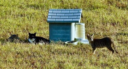 Cessalto, nuove casette per i gatti della colonia di Via Giotto