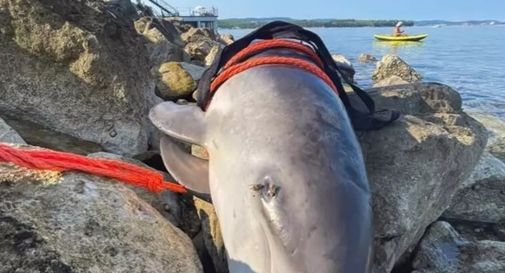 Cucciolo di delfino trovato morto sul lungomare