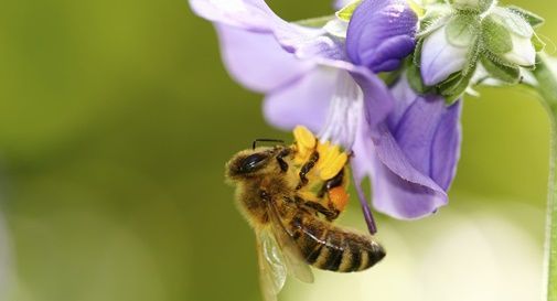 Niente pesticidi sul Montello durante la fioritura delle robinie. Obiettivo: salvare le api.