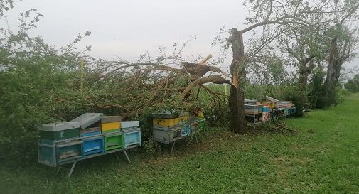 Treviso, si contano i danni del maltempo: alcune aziende agricole hanno perso fino all’80% del prodotto