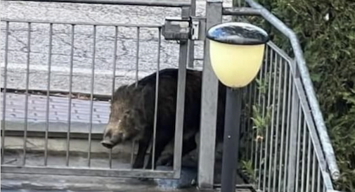 Cinghiale in cerca di cibo resta incastrato nel cancello di una casa (Video)