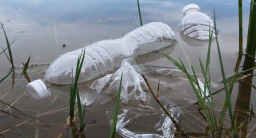 Rifiuti e animali morti nel canale irriguo