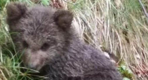 Cucciolo d'orso di sei mesi investito da un'auto